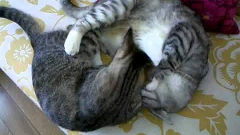 Watch the video about Egyptian maus making out