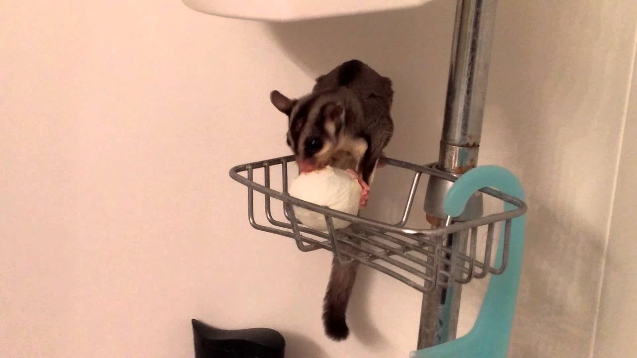 Sugar glider eating a boiled egg in,the shower. YouTube