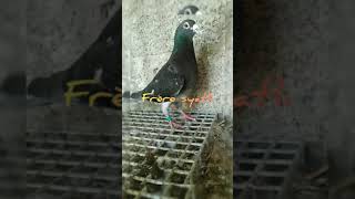 Pigeon voyageur Maroc de grand fon