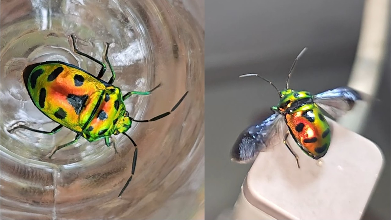 Jewel Beetle Flight- Chrysocoris stollii