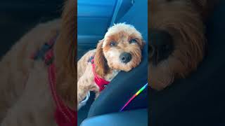 I don’t like going to vet #funnyanimals #cavapoo #dog #funnydogs #cavapoos
