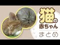 【猫の赤ちゃんまとめ🐱】 #マンチカン #ラグドール #エキゾチックショートヘア… 猫の赤ちゃんが可愛すぎる♡