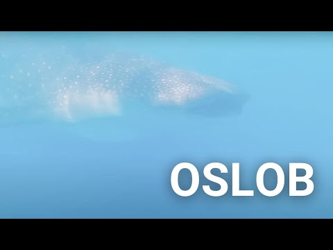 Cebu VLOG 2022 ☁︎ Oslob Whaleshark 𓆡 Sumilon Sandbar 𓈀 Oslob Cuartel 𖤘 Simala Shrine ✿ 10000 Roses