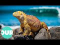 The bizarre wildlife of the galapagos islands  our world