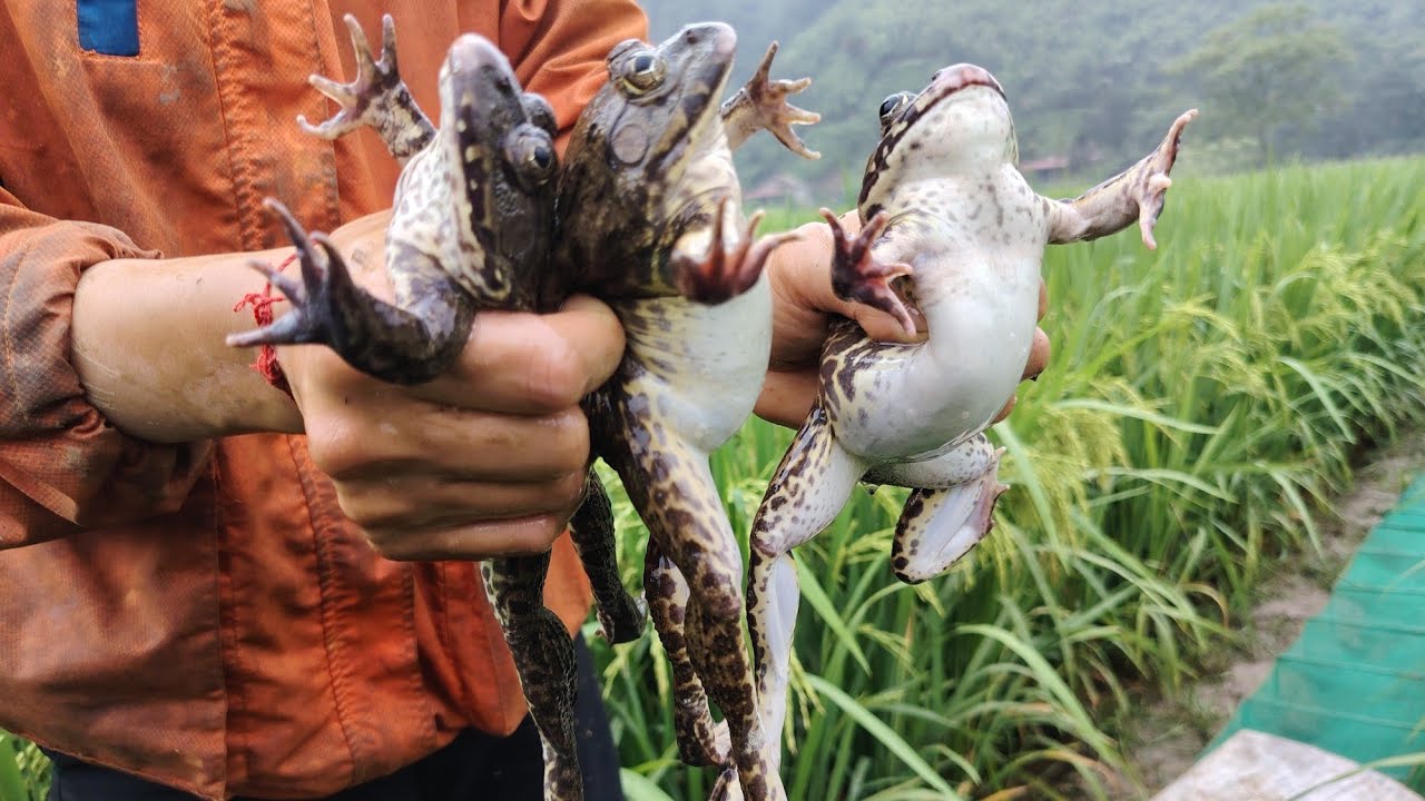 Bẫy Ếch Đồng, Tục Ếch Bằng Loa. | Triệu Tài Kiên