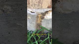 LETS TALK TERMITES!