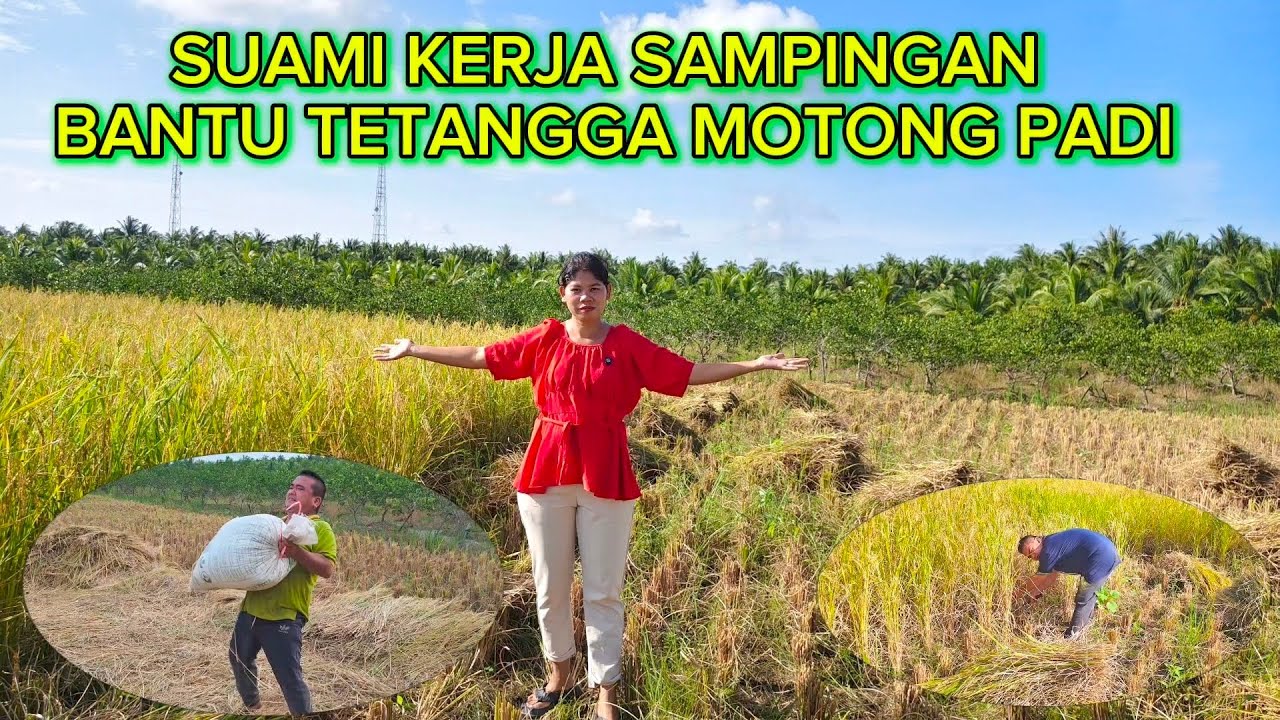 HARI PERTAMA SUAMI BANTU TETANGGA MOTONG PADI