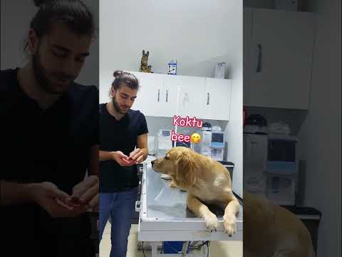 Video: Veteriner İzniniz Olmadan Köpeğinize İmodium Vermemek İçin Beş Sebep