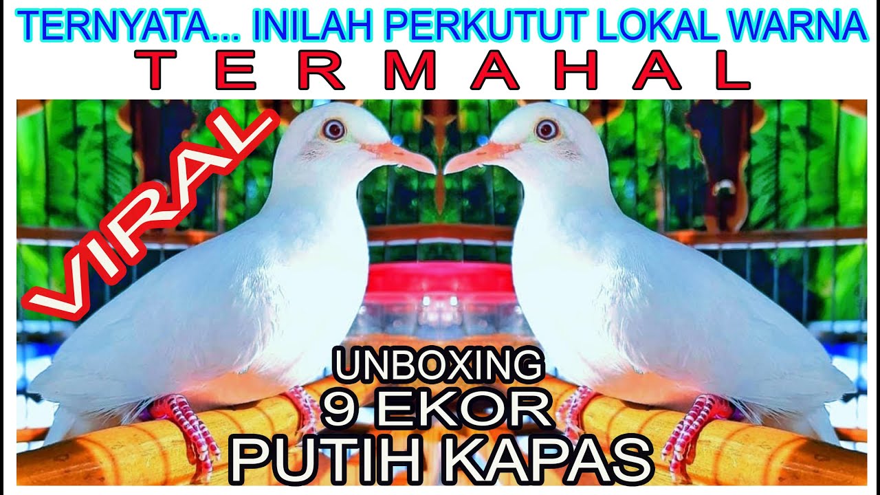 UNBOXING 9 EKOR PUTIH KAPAS PERKUTUT LOKAL WARNA TERMAHAL UNTUK INVESTASI || DAPATNYA INDEN DULU