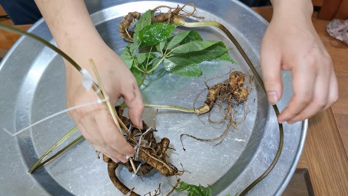 Tác dụng của tam thất hoang đối với sức khỏe