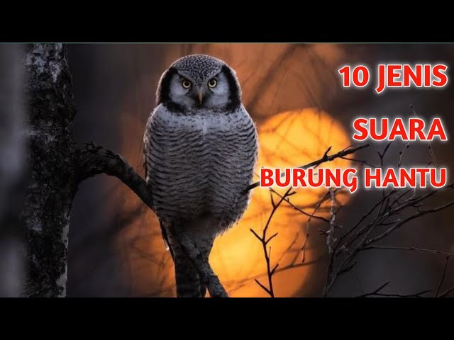 10 JENIS SUARA BURUNG HANTU class=
