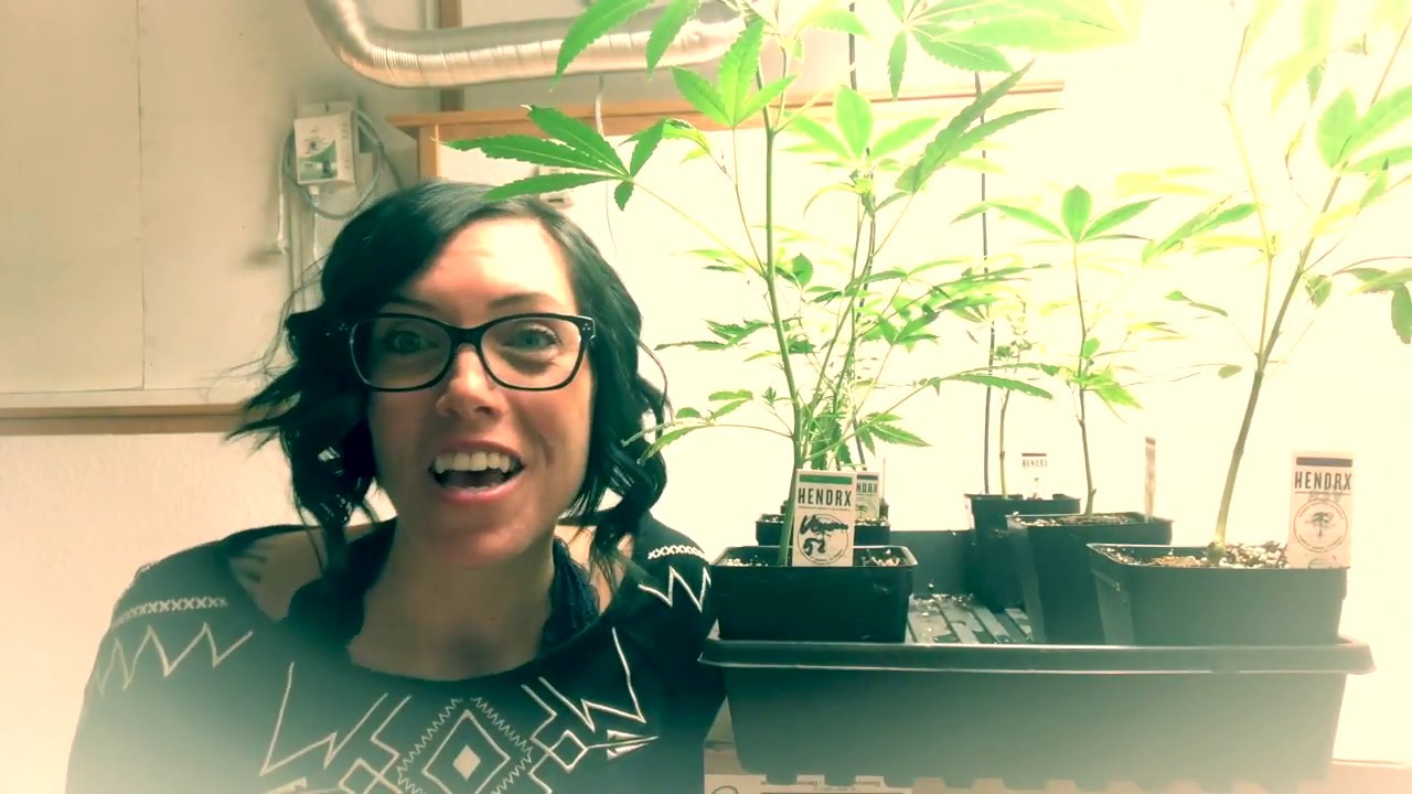 Sister, Grow Your Own! Vegetive State and Cannabis Grow Lights Consideration