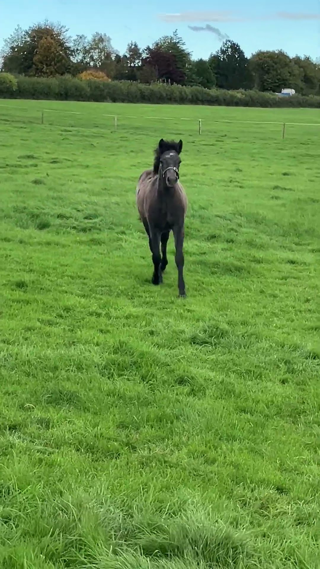 Connemara Foal - Image 2