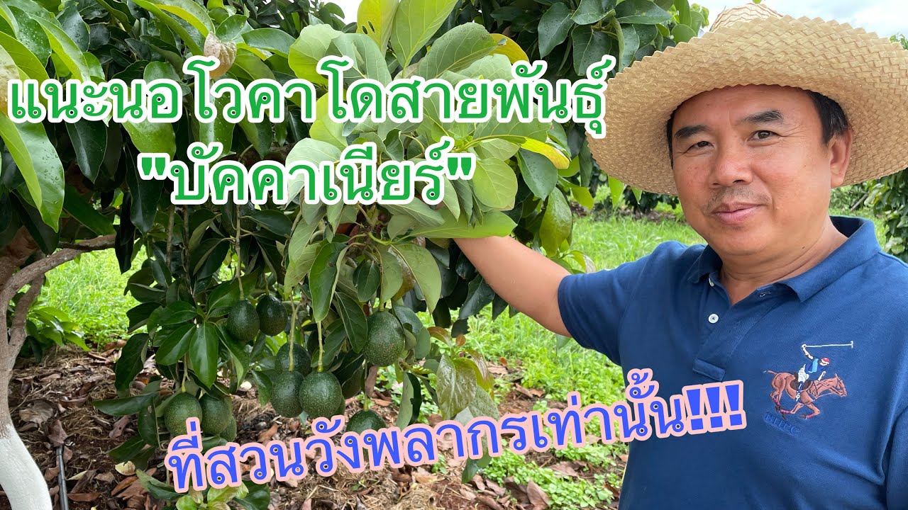 อโวคาโดพันธ์บัคคาเนียร์
