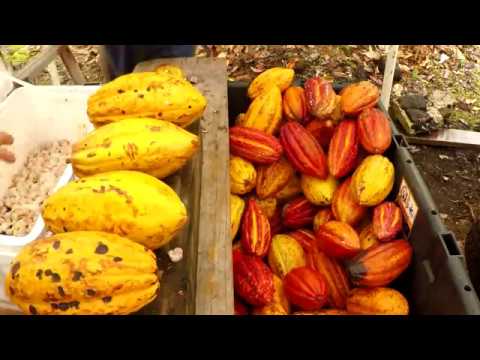 Video: Какао өндүрүү боюнча алдыңкы өлкөлөр