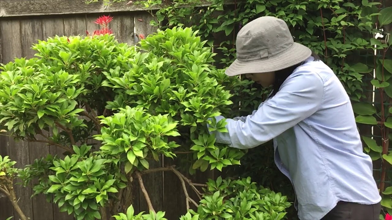 Pieris Japonica Cloud Pruning 2020 Part 2 YouTube