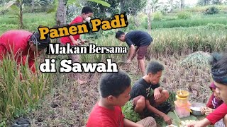 Panen Padi || makan bersama di sawah di temani kucing ‼️