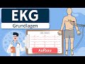 EKG Grundlagen Einfach Erklärt Entstehung Ableitungen