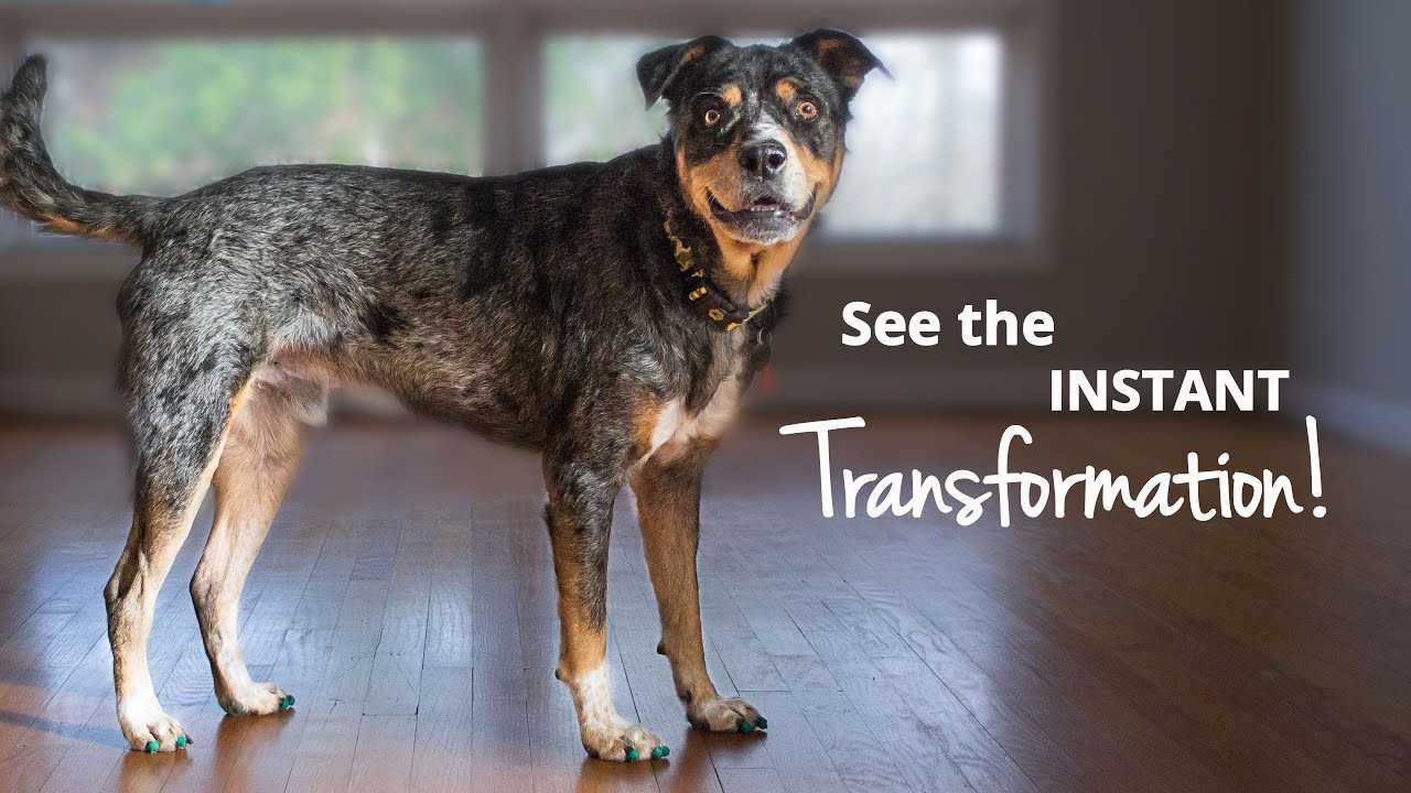 Slipping Dogs + ToeGrips = Gripping Dogs! YouTube