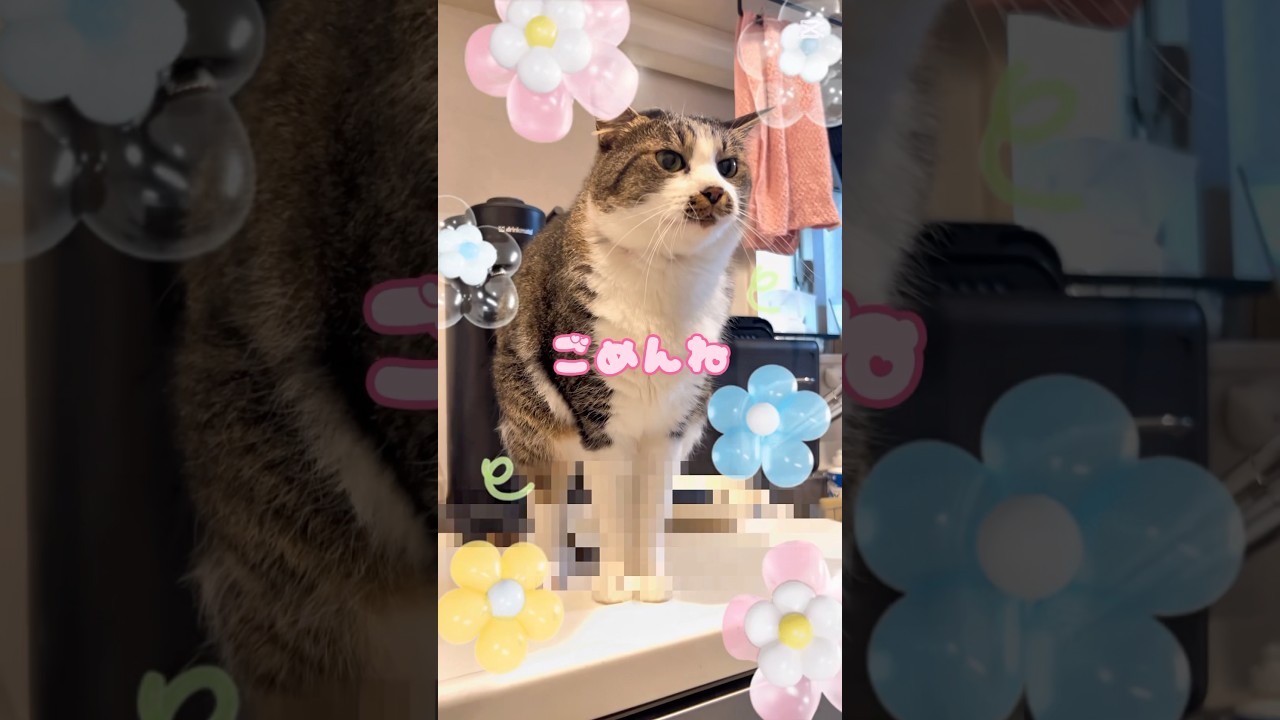 #cat そこですな