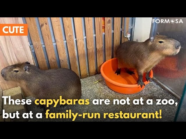 Capybaras draw customers to Taoyuan hot pot restaurant｜Taiwan News