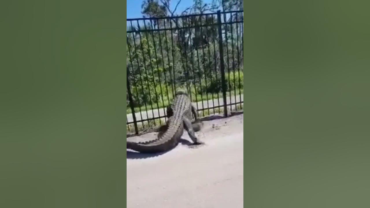 Gator Goes Where He Pleases YouTube