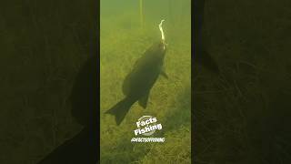 Smallmouth Bass Eats a Curly Tail Grub #shorts