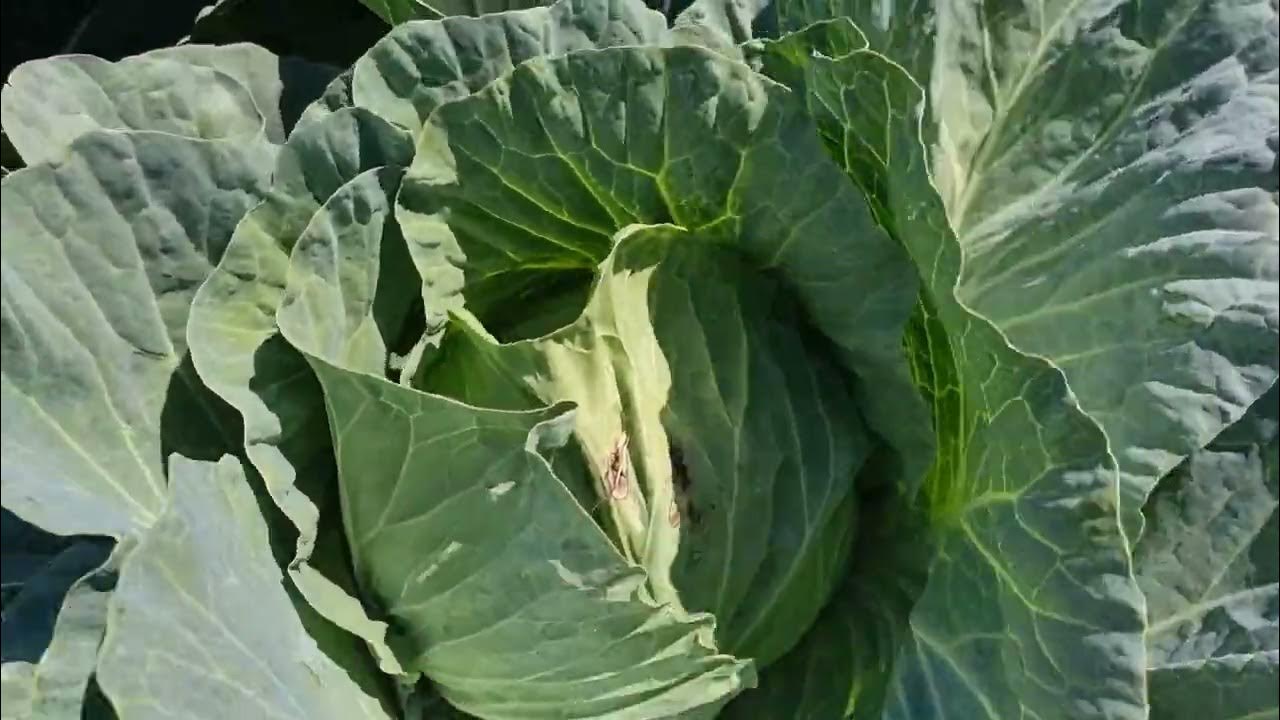 Odmiany kapusty na trudne warunki - YouTube