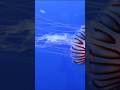 Immortal organism on earth.#facts #amazingfacts #trending #viral #trendingshorts
