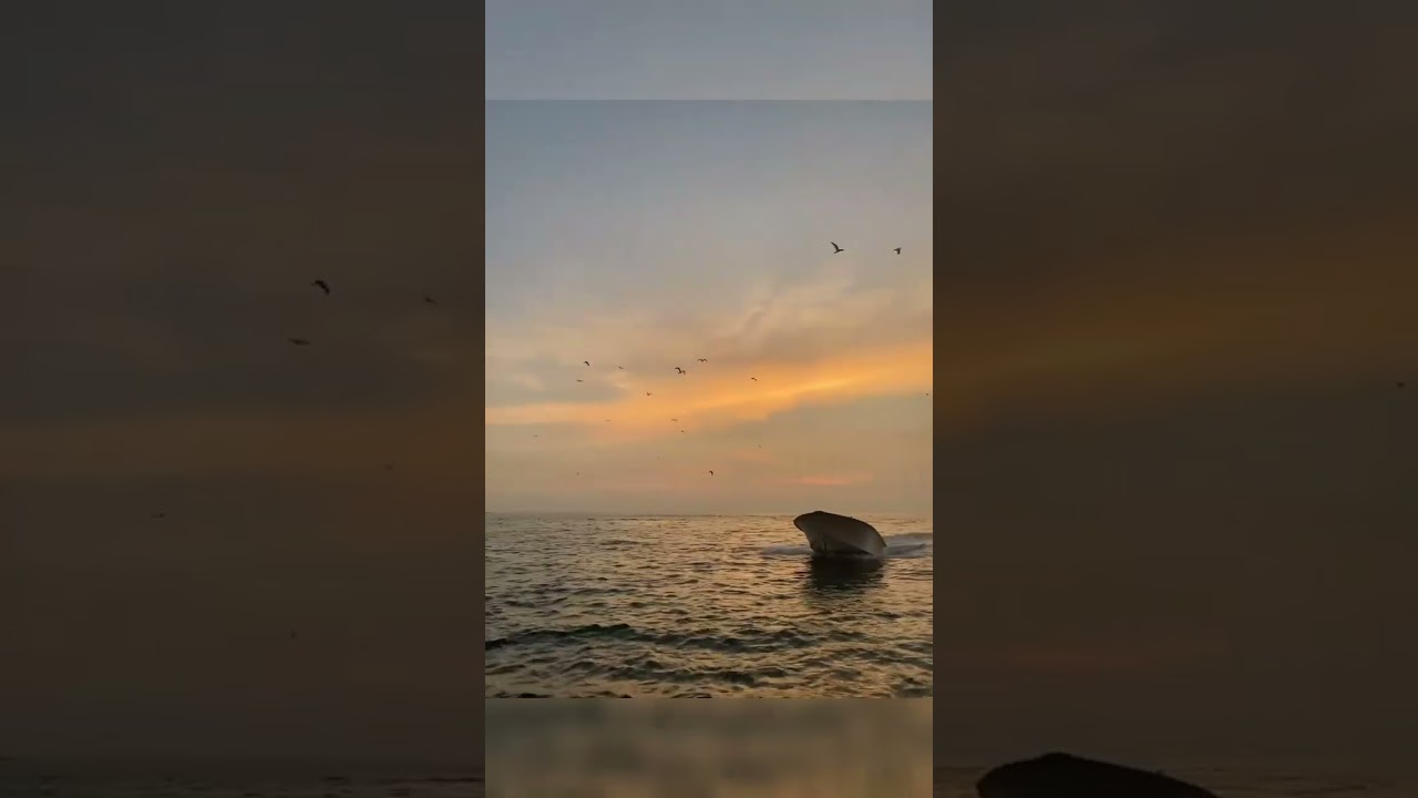 The boat on the persian gulf / 