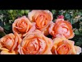 Сорта роз легкие в выращивании. Французские розы. Обзор по сортам .