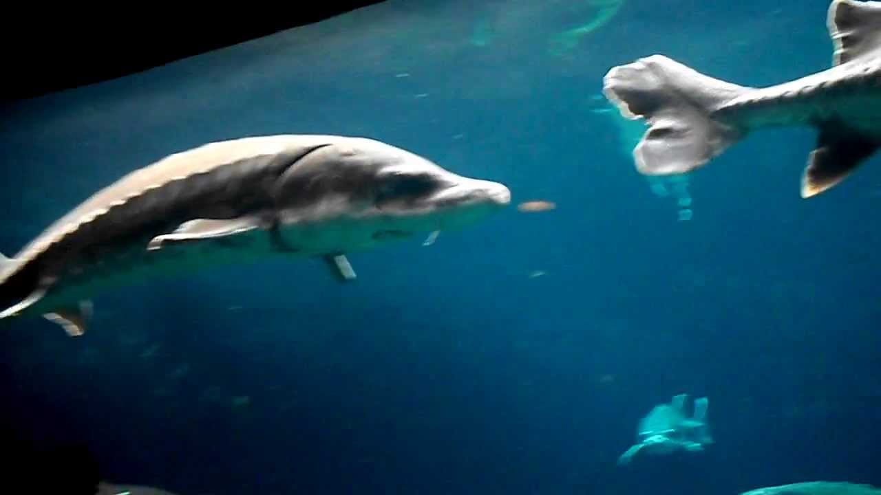 Montreal Biodome Aquarium YouTube