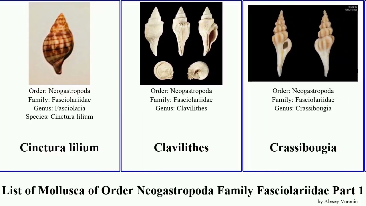 List of Mollusca of Order Neogastropoda Family Fasciolariidae Part 1 fusinus amiantofusus forceps