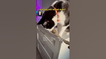 Toby’s catnip ball challenge! ⏰ #tuxedocat