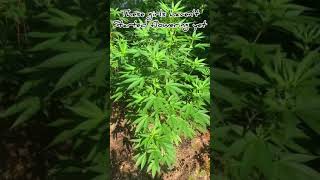 The Leroy BX 75 Seven Leaf Genetics