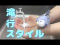 ピピの初水浴びは……滝行スタイル（生後2ヶ月半）Budgie Parakeet [#018]