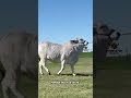 Ganaderia Don Pio Madre donadora Brahman #ganaderia #brahman #honduras