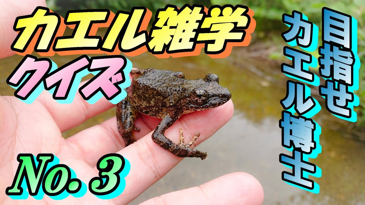 おもしろカエル雑学クイズ No.03 - YouTube