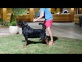 TIMIT TOR ROTTWEILER KENNEL SERBIA MAY JUNE 2018