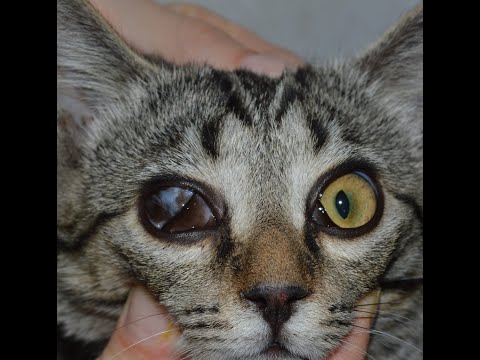 Video: Boli Oculare La Pisici - Ulcerele Corneene La Pisici - Keratita Ulcerativă