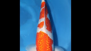 錦鯉/銀鱗紅白SP/仙助