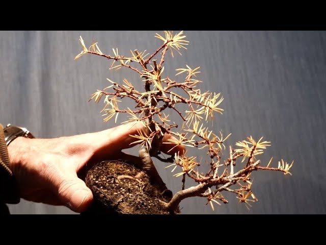 I waited until the leaves had fallen before wiring the