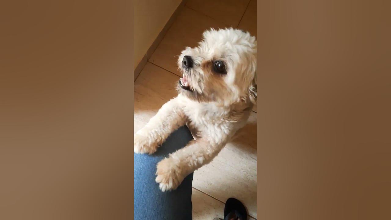 LINDA PINSCHER MISTURA DE RAÇA Shihtzu animaisdomestico animaisdeestimação cão animaisfofos