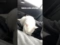 Kedi ile araba yolculuğu