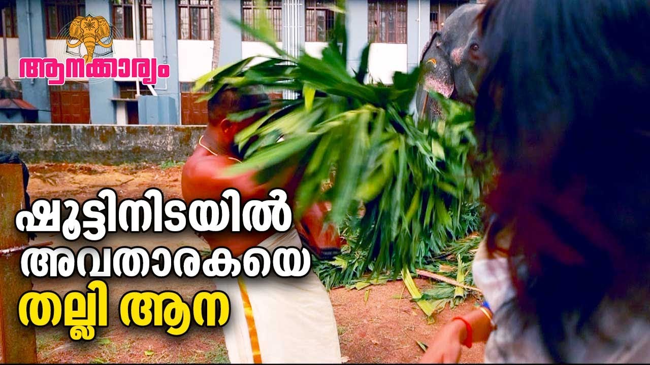 EP 22 | ആന  പ്രേമികൾക്കിടയിൽ ഇവൻ പൃഥ്വിരാജ് | Paramekkavu Kasinathan | Aanakkaryam