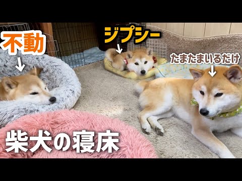 不動の寝床と寝床ジプシーの柴犬親子がかわいい