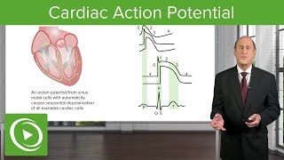 Cardiac Action Potential - Cardiology | Lecturio