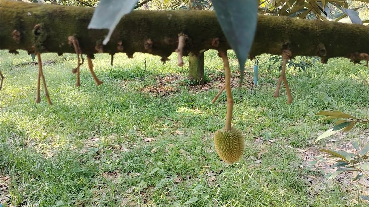 ลูกระยะไข่ไก่ร่วงหมดแทบทุกสวน เกิดจากสาเหตุอะไร ช่วยเหลือแบบไหนได้บ้าง