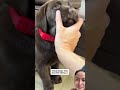 #labrador #giaitri #thugian #goldenretriever #puppy #music #love #flowers #cutedog #pets #dance