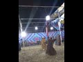 19 يوليو 2023 افراح الصعيد المزمار البلدي